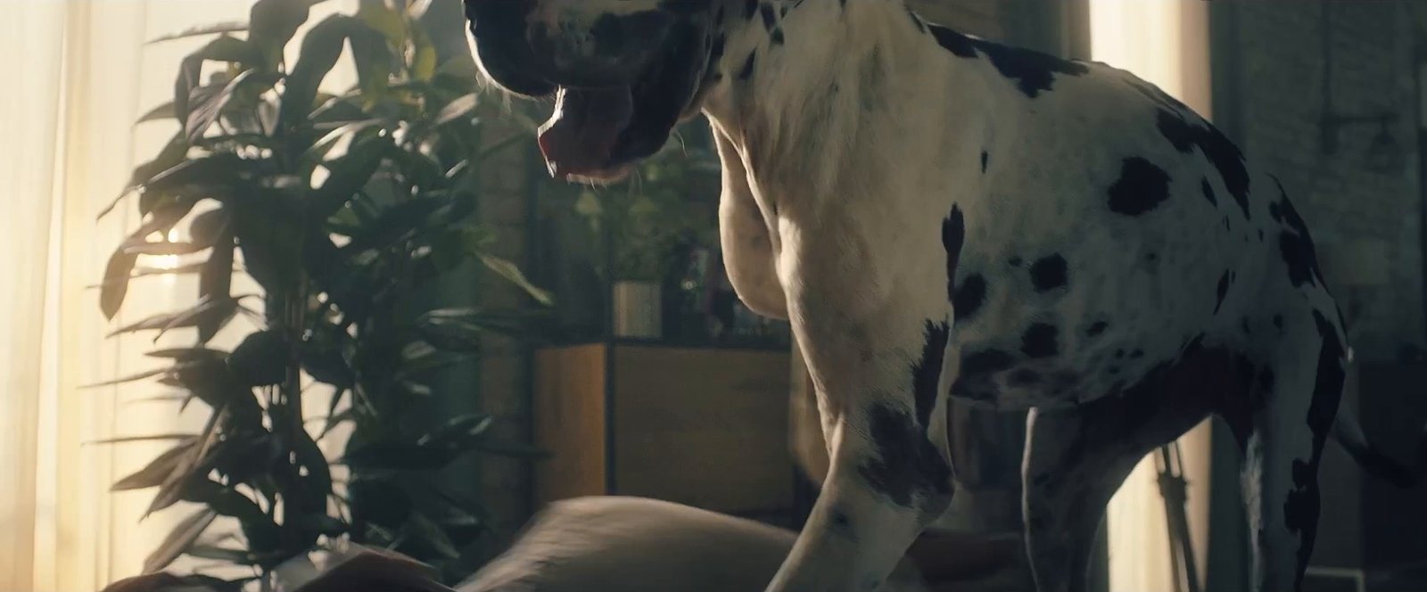 Groupama — interior with a great dane